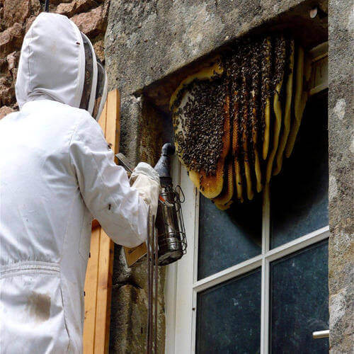 beehive-removal-services