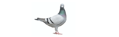 pest-control-birds