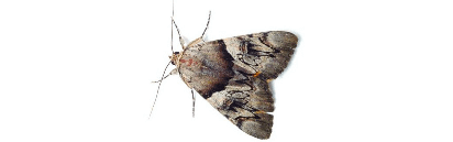 flying-insects-moths