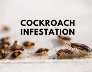 Cockroaches Pest Control