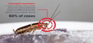 Cockroaches Pest Control Dubai