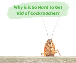 Cockroaches Pest Control Dubai