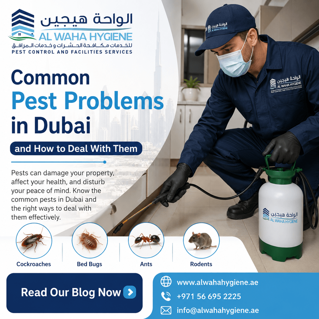 Common Pest Problems in Dubai and How to Deal With Them