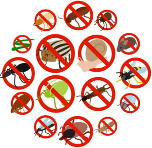 Pest Control Dubai