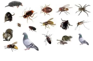 Pest Control Services