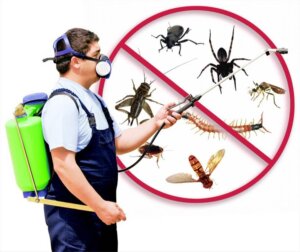 Pest Control Service