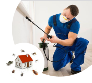 Pest Control Dubai