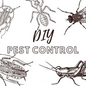 Pest Control Abu Dhabi