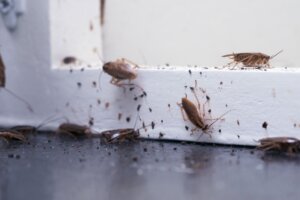 Pest Control Dubai