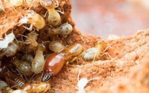 Termite Treatment