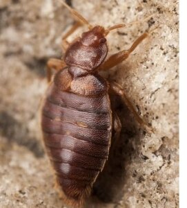 Bed Bugs Control Services