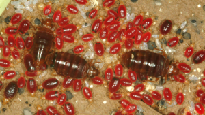 Bed Bugs Control Dubai