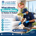 What Attracts Mosquitoes to Homes in Dubai?