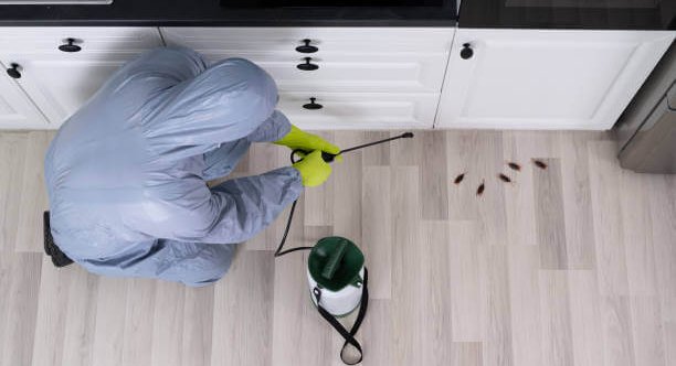 Cockroach Control Company Dubai