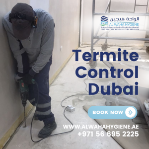 How to Identify and Deal With a Termite Infestation: Termite Control Dubai