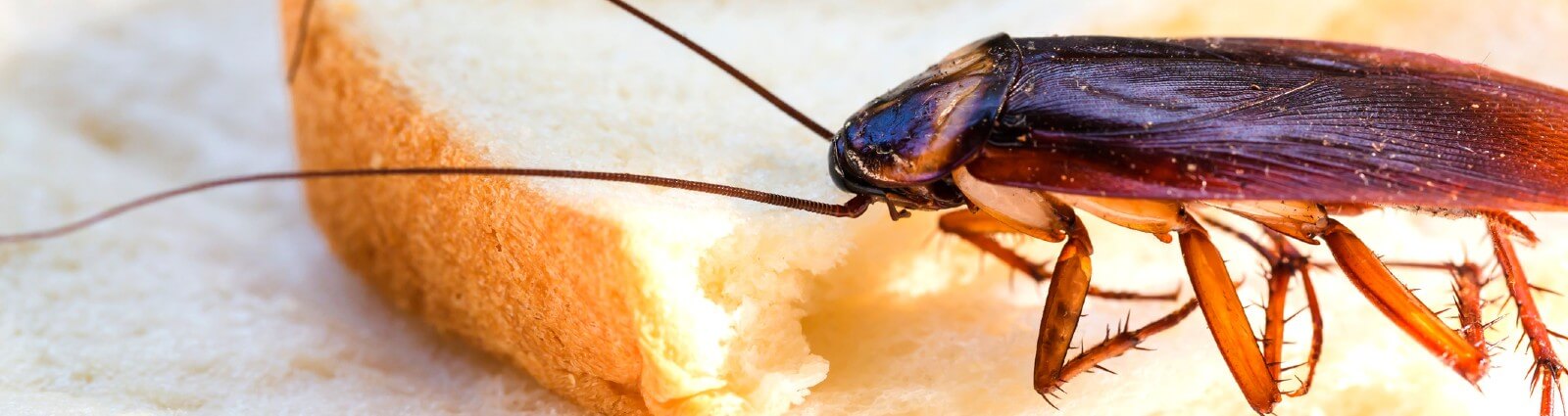 Cockroach Control