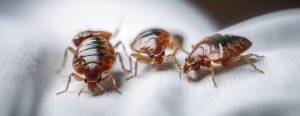 Bed Bugs Control Near You