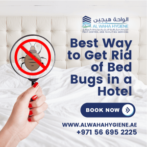 Best Way to Get Rid of Bed Bugs in a Hotel