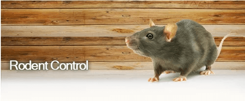 Dubai Rodent Control
