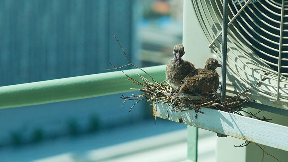 AC Maintenace from Pest Control