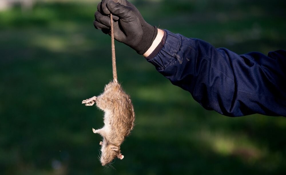 Rodent Control Near You