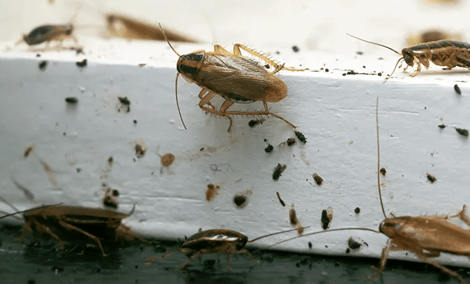Cockroaches Pest Control Near You In Dubai