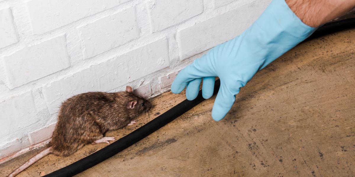 Dubai Rodent Control Services
