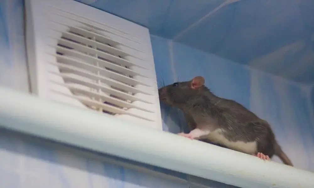 Rat in AC Vents