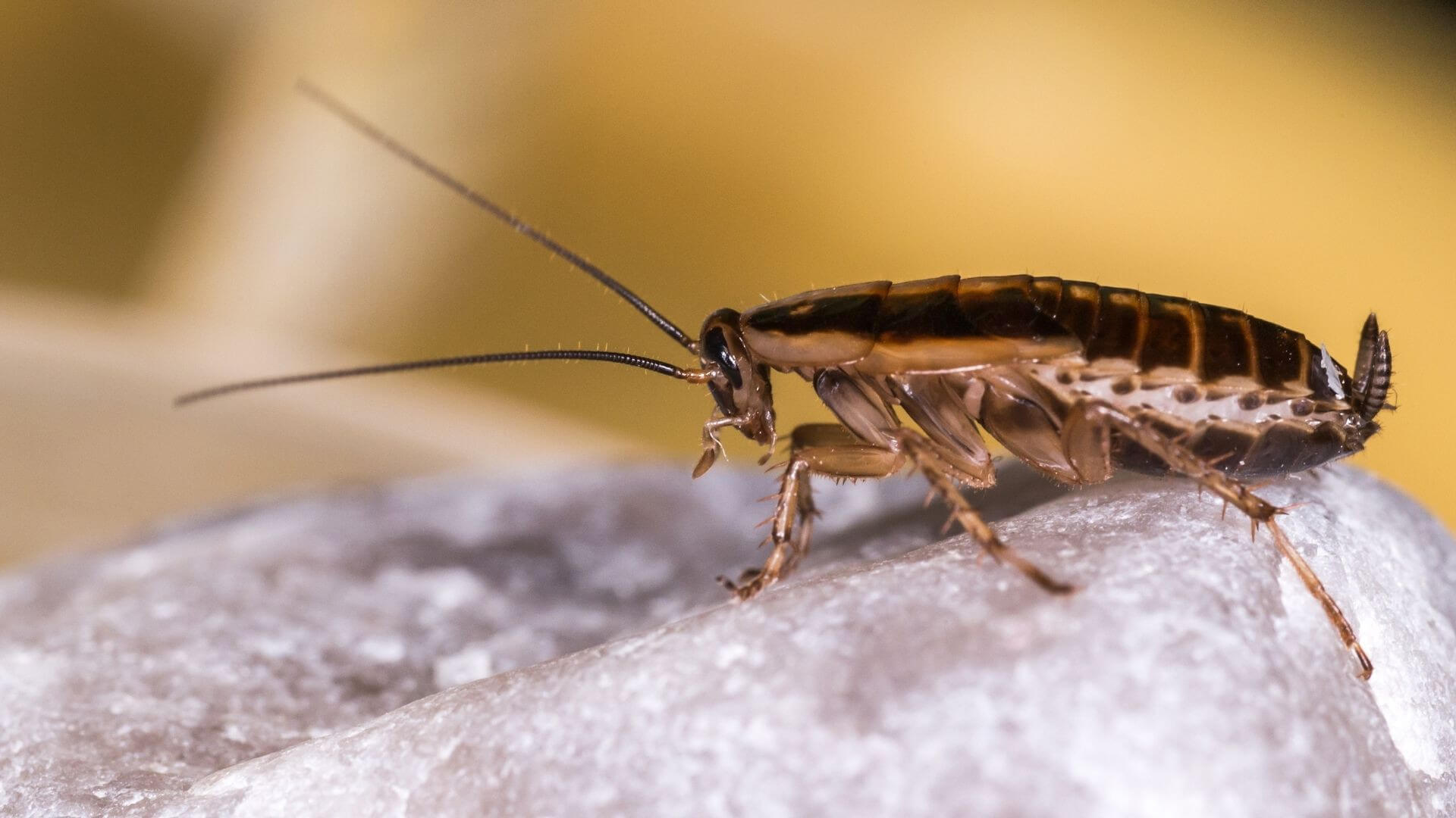 Cockroach Control Company In Dubai