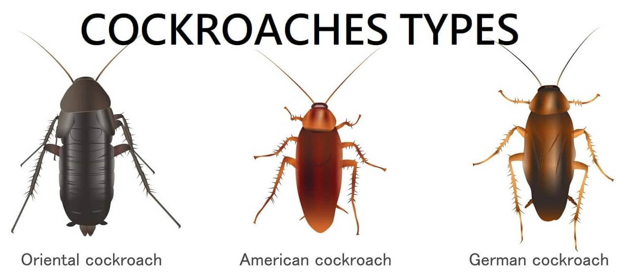 Type of Cockroaches Pest Dubai