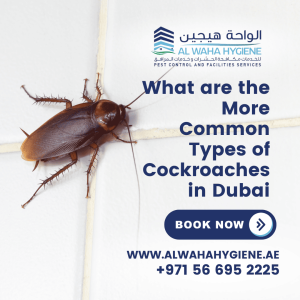 What are the More Common Types of Cockroaches in Dubai