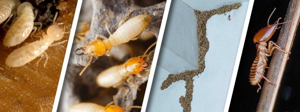 Anti Termite Exterminator Dubai