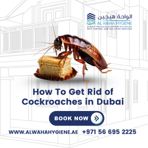 How To Get Rid of Cockroaches in Dubai