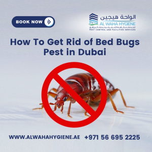 How To Get Rid of Bed Bugs Pest in Dubai