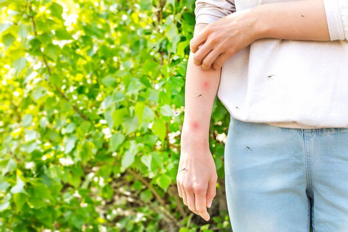 Mosquito Control company in Dubai by Al Waha Hygiene