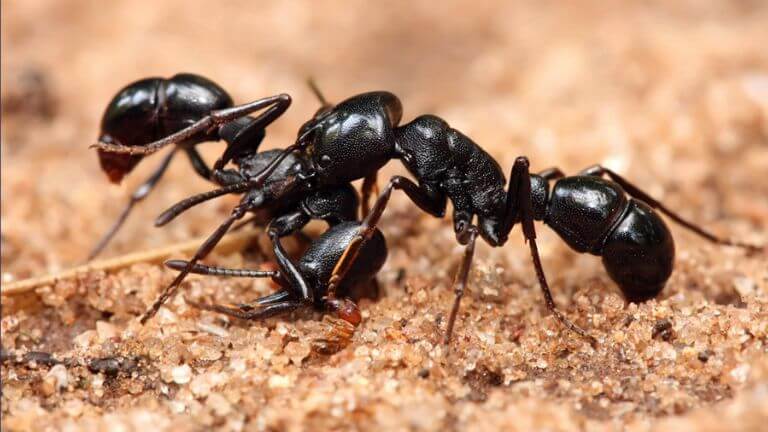 Ant Control Dubai