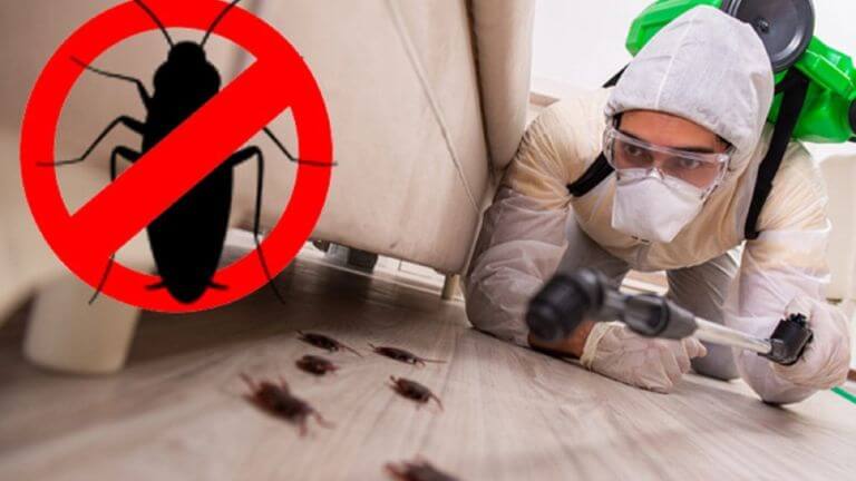 Gel Baiting for Cockroaches and Ants