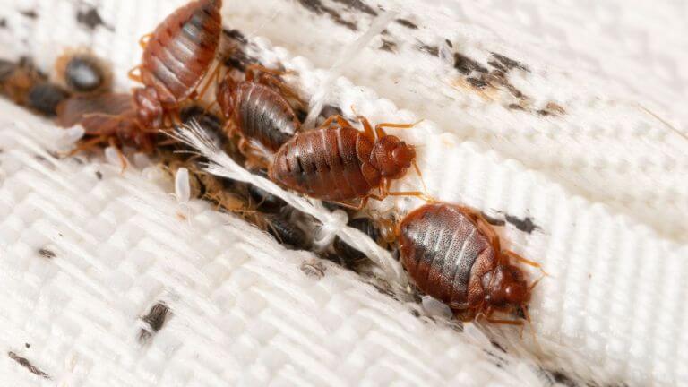 Heat Treatment for Bed Bugs