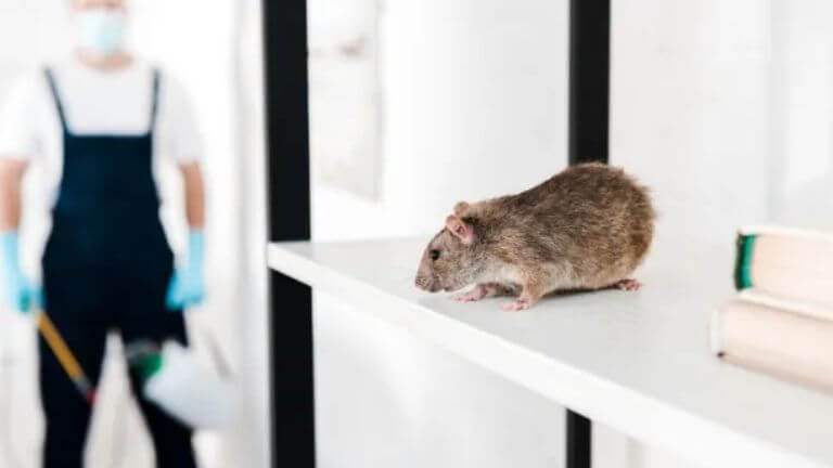 Rodent Control Dubai