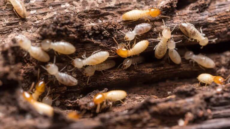 Termite Control Dubai