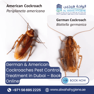 German & American Cockroaches Pest Control Treatment in Dubai – Book Online
