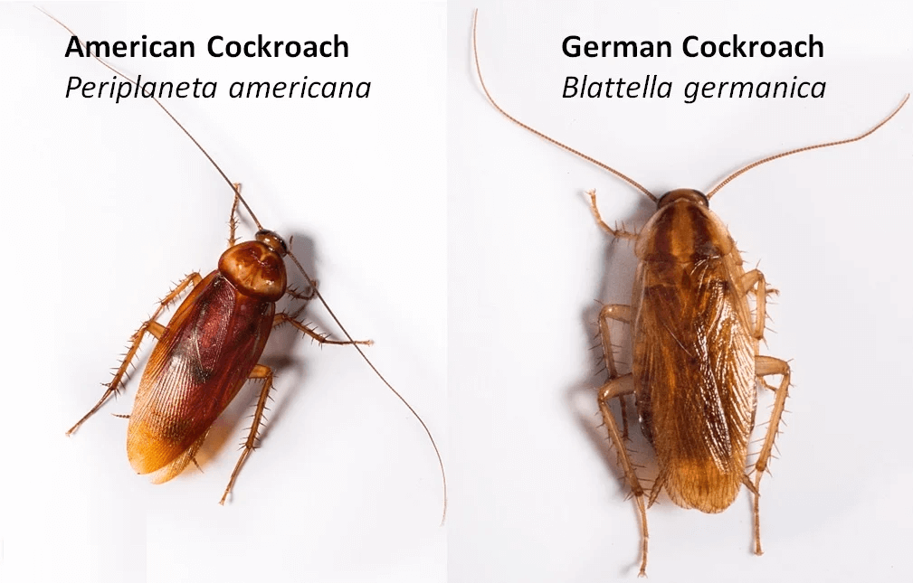 American Cockroach vs. German Cockroaches Pest Control Dubai
