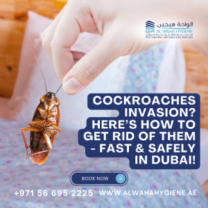 Cockroaches Invasion? Here’s How to Get Rid of Them – Fast & Safely in Dubai!