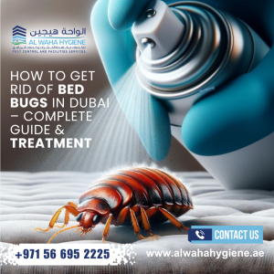 How to Get Rid of Bed Bugs in Dubai – Complete Guide & Treatment