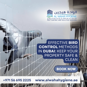 Effective Bird Control Methods in Dubai: Keep Your Property Safe & Clean