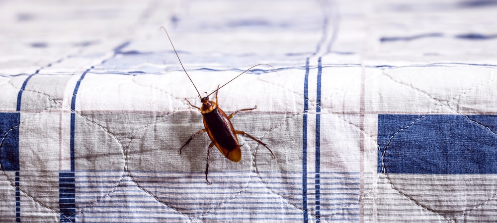 Cockroaches Pest Control Near You in Dubai