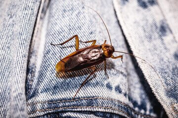 Cockroaches Pest Control Company in Dubai