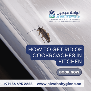 How to Get Rid of Cockroaches in the Kitchen