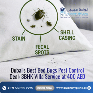 Dubai’s Best Bed Bugs Pest Control Deal: 3BHK Villa Service at 400 AED