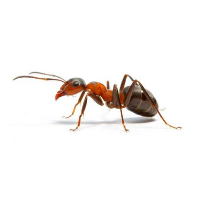 Ant Control Abu Dhabi